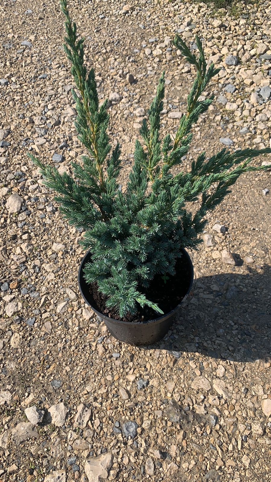 Можжевельник чешуйчатый Мейери